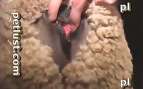 dude fucking sheep, sexy zoophile babes